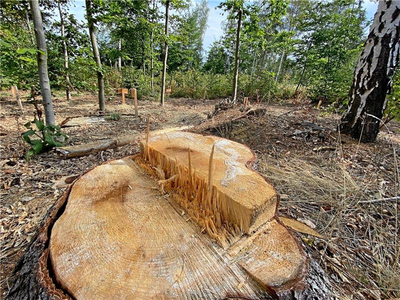 Der neue Teil des Abschiedswaldes ist aufgeräumt wurden. Hier hatte übrigens Anfang 2020 auch schon einmal ein kräftiger Sturm gewütet.