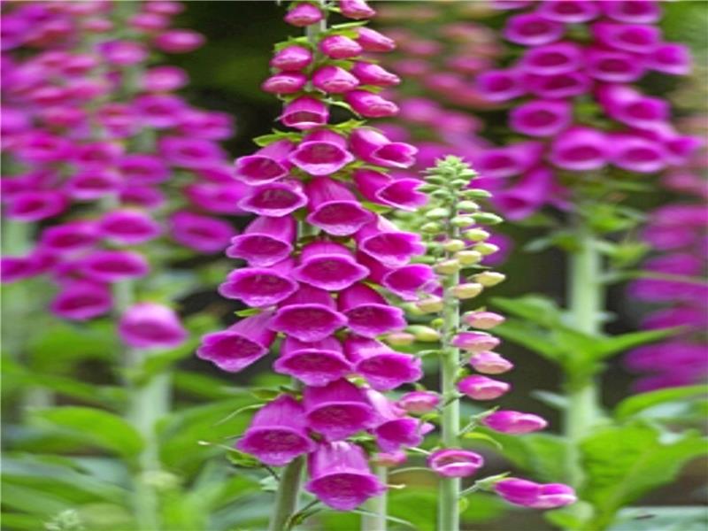 Der rote Fingerhut lieferte den Wirkstoff für das erste Präparat der Firma, das gegen Herzinsuffizienz hilft. Foto: Pixabay