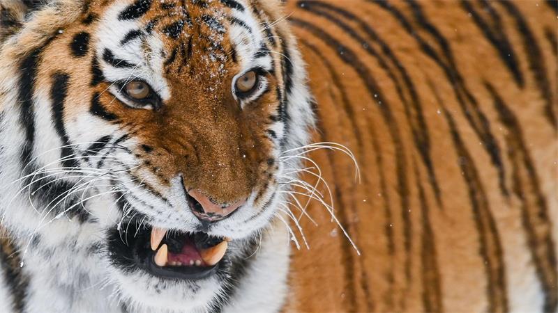 Der sibirische Tiger oder Amur-Tiger ist die größte Raubkatze der Welt. In einem Zoo in England wurde ein Mann von einem der Tiere getötet, nachdem er dessen Gehege betreten hatte. (Illustration)
