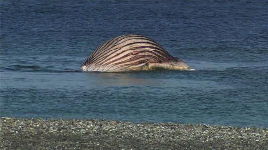 Der tote Buckelwal liegt aufgebläht vor der dänischen Insel Anholt
