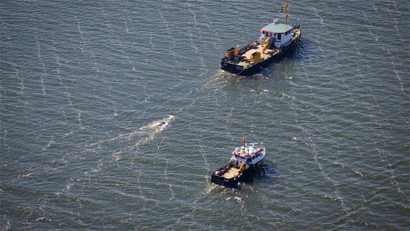 Toter Buckelwal im Greifswalder Bodden Der tote Wal im Greifswalder Bodden wird von einem Schiff abgeschleppt.