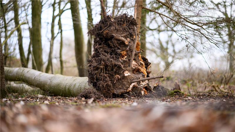 Der umgestürzte Baum im Waldstück südöstlich von Flensburg.