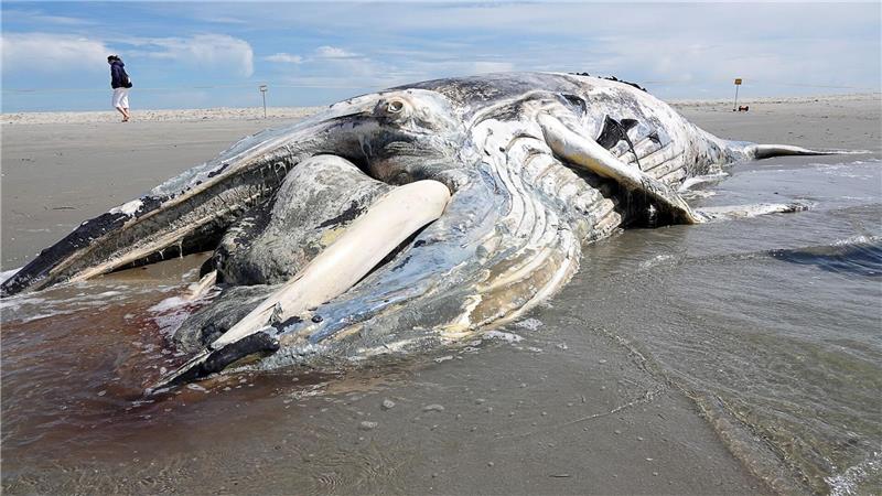 Mehr Wale in Ost- und Nordsee Der verweste Kadaver des vor Sankt Peter-Ording gefundenen Buckelwals ist von einer Fachfirma in einem Container zur Tierkörperverwertungsanlage nach Jagel abtransportiert worden.