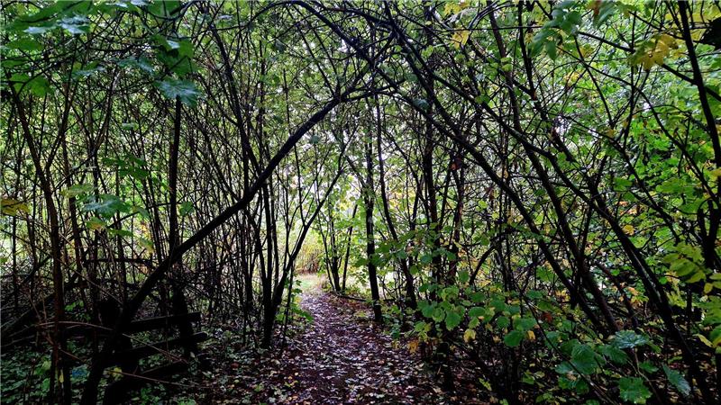 Wie Gartenbesitzer Schlafmäusen das Leben retten können Der verwinkelte Garten von Familie Lex wirkt wie ein eigener Wald.