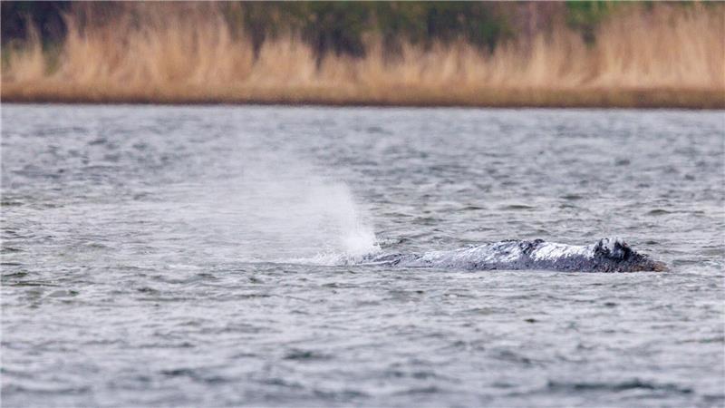 Der vor Poel liegende Buckelwaö bläst Atemluft aus.