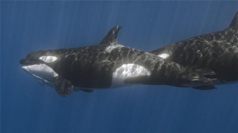 Orca-Gruppe jagt Walhaie in koordinierten Attacken Der vordere Orca hat bereits ein Stück des Walhais im Maul.