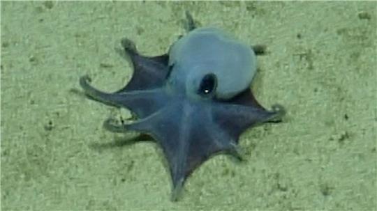 Der winzige blaue Oktopus ist in etwa so groß wie ein Golfball. 