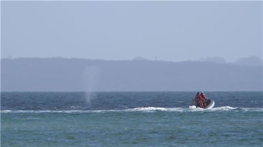 Der zeitweise vor Timmendorfer Strand gestrandete Buckelwal sorgte auch davor schon für Schlagzeilen.