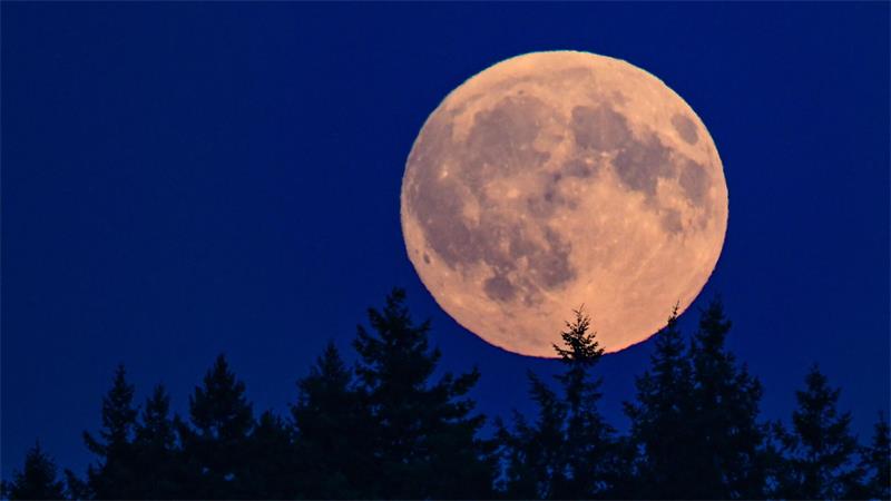 Der zu 99,8 Prozent sichtbare zunehmende Mond leuchtet am Abend über einem Wald in Brandenburg. 