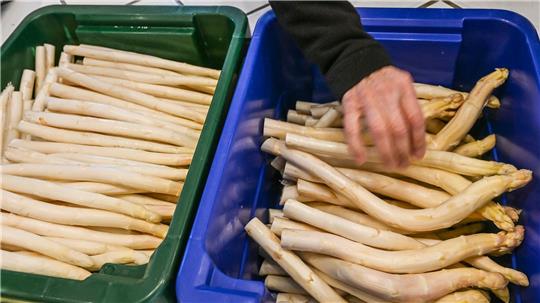 Derzeit bekommen Verbraucher Spargel so günstig wie sonst nicht in der Saison. (Archivbild)