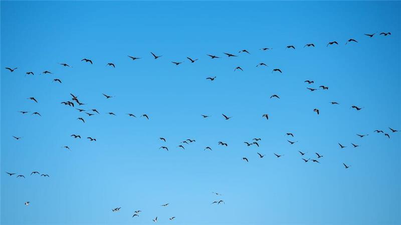 Erstmals Mensch in USA nach Vogelgrippe-Infektion gestorben Derzeit grassiert die größte je dokumentierte Vogelgrippewelle. (Symbolbild)