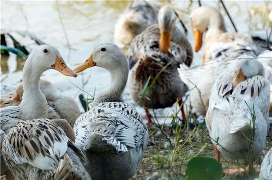 Derzeit grassiert die größte jemals dokumentierte Vogelgrippewelle bei Vögeln, die sich über mehrere Erdteile erstreckt.