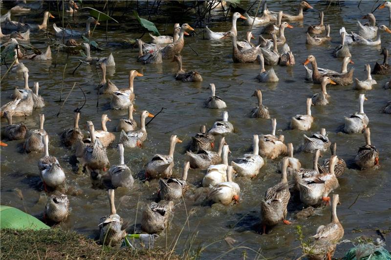 Kontakte von Kind mit Vogelgrippe nicht infiziert Derzeit grassiert die größte jemals dokumentierte Vogelgrippewelle, die vor allem bei Wasservögeln wie Enten auftritt.