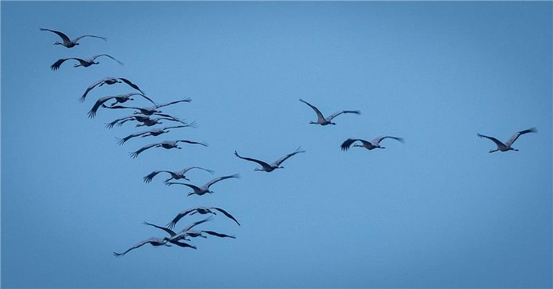 Rund 1000 Zugvögel prallen gegen Fenster und sterben Derzeit sind viele Zugvögel unterwegs - so wie diese Kraniche, hier in Mecklenburg-Vorpommern.