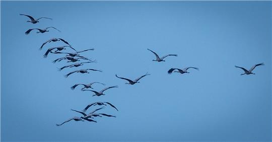 Derzeit sind viele Zugvögel unterwegs - so wie diese Kraniche, hier in Mecklenburg-Vorpommern.