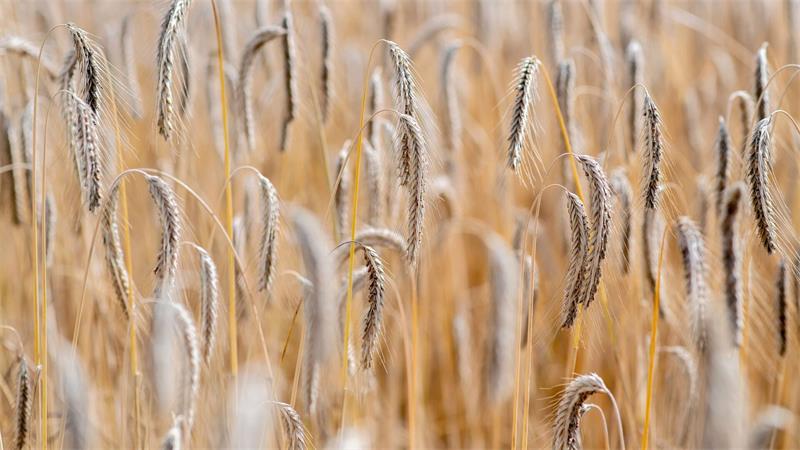 Derzeit werden die letzten Flächen in Niedersachsen abgedroschen. 
