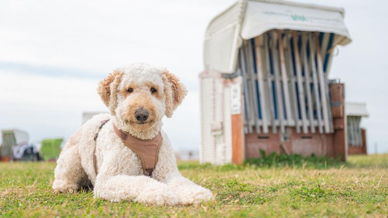 Labradoodle, Cockapoo: Mischung nicht gesünder als Rassehund Designerhunde wie der Labradoodle erfreuen sich auch in Deutschland wachsender Beliebtheit. (Archivbild)