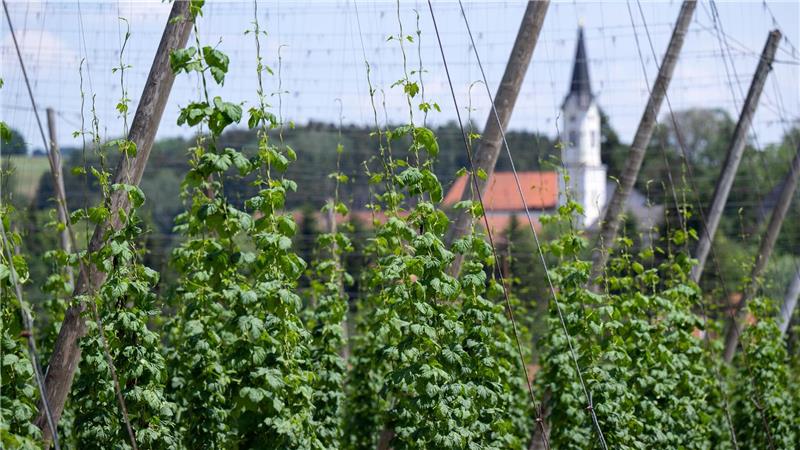 Hopfenbauern roden Bestände gegen Überangebot Deutschland wird wohl trotz der aktuellen Rodungen größter Hopfenanbauer bleiben. (Archivbild)
