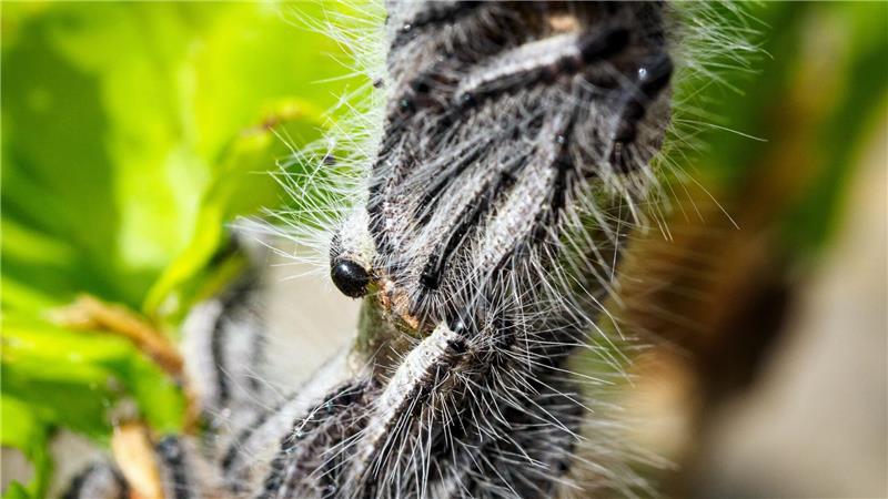 Deutschlandweit werden Maßnahmen gegen den Eichenprozessionsspinner ergriffen. (Archivbild)