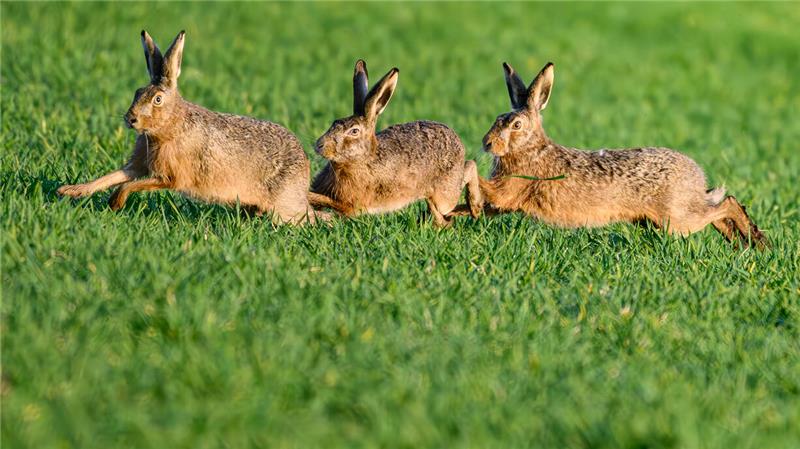 Drei Feldhasen auf einer Wiese.