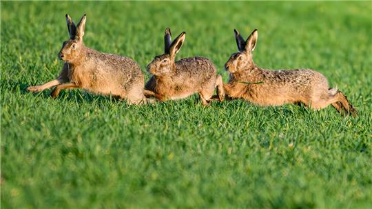 Drei Feldhasen auf einer Wiese.