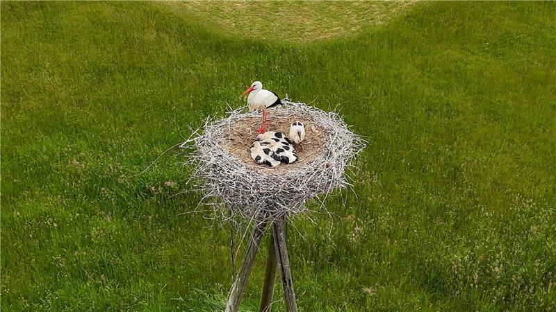 Hamburger betreut seit 50 Jahren die Störche an der Elbe Dicht zusammengekuschelt und geduckt im Nest: Der Storchennachwuchs in Hamburg.