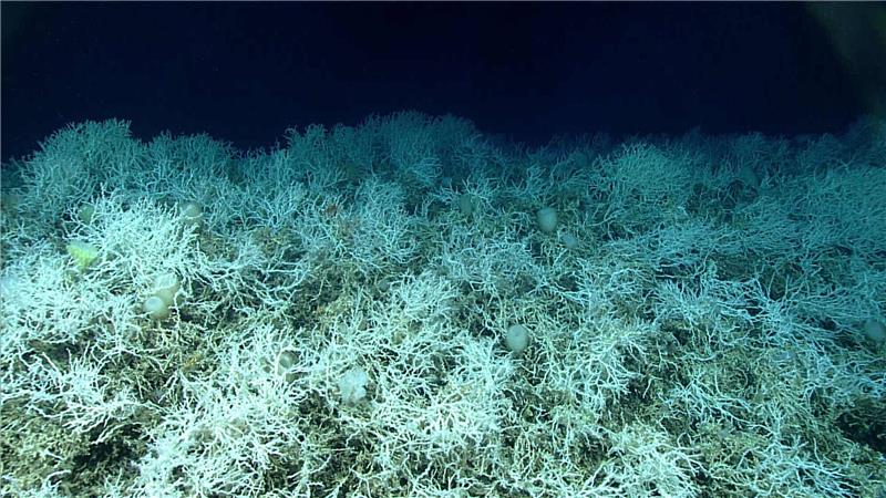 Riesiges Kaltwasser-Korallenriff vor US-Ostküste entdeckt Dichte Felder von Lophelia pertusa, einer häufigen riffbildenden Koralle, sind auf den Hügeln des Blake-Plateaus zu finden.