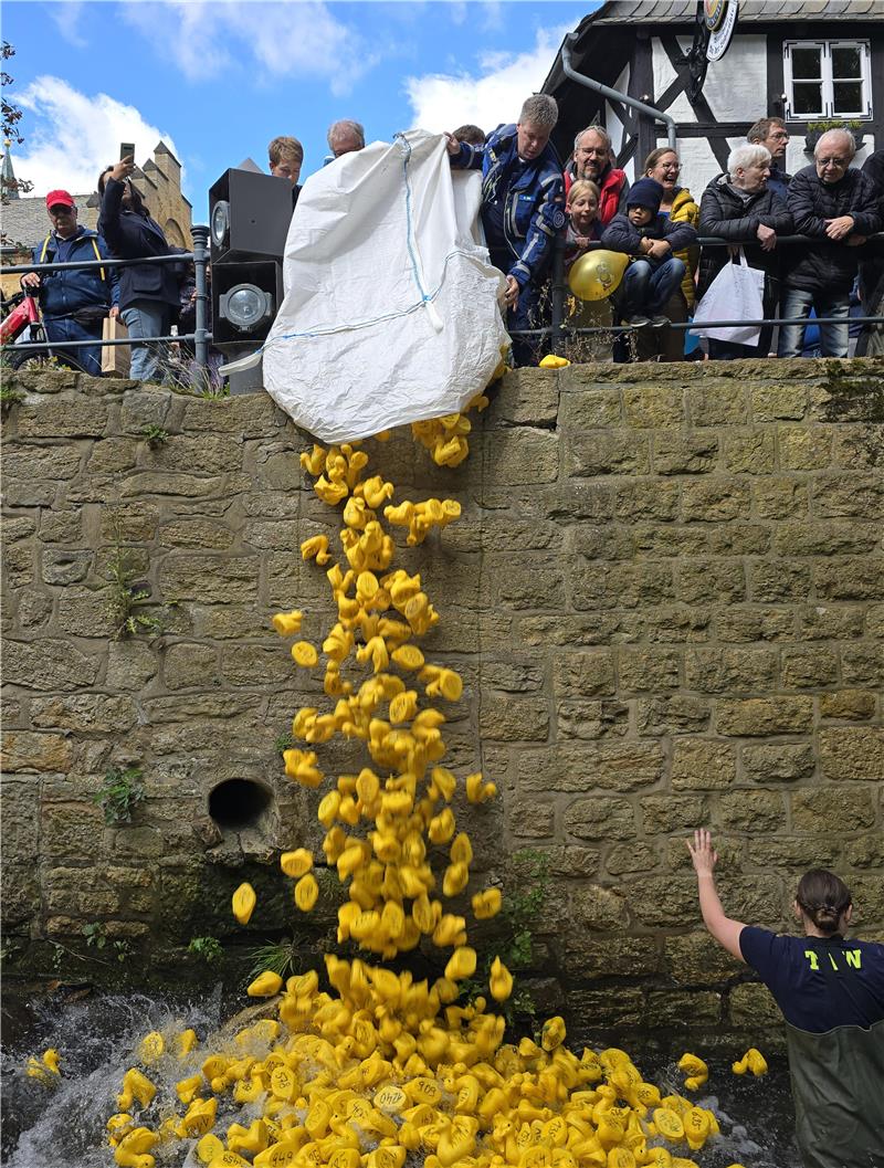 Die 2000 Enten werden bei der Abzucht zu Wasser gelassen.