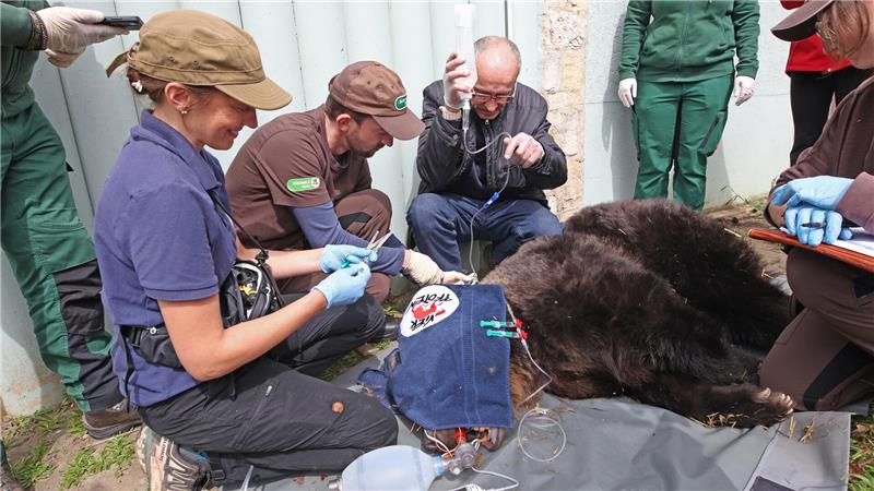 Die 32 Jahre alte Braunbärdame Teddy liegt auf einem Tragetuch, während eine Tierärztin das 120 Kilogramm schwere Tier untersucht