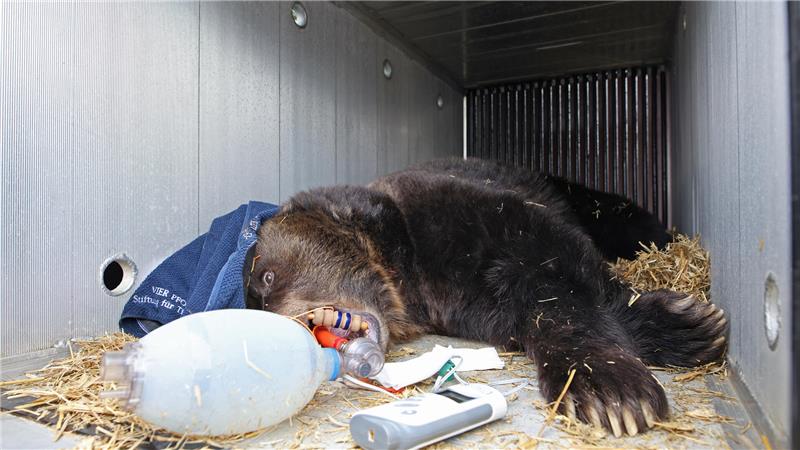 Braunbärdame Teddy liegt sediert in einer Transportbox