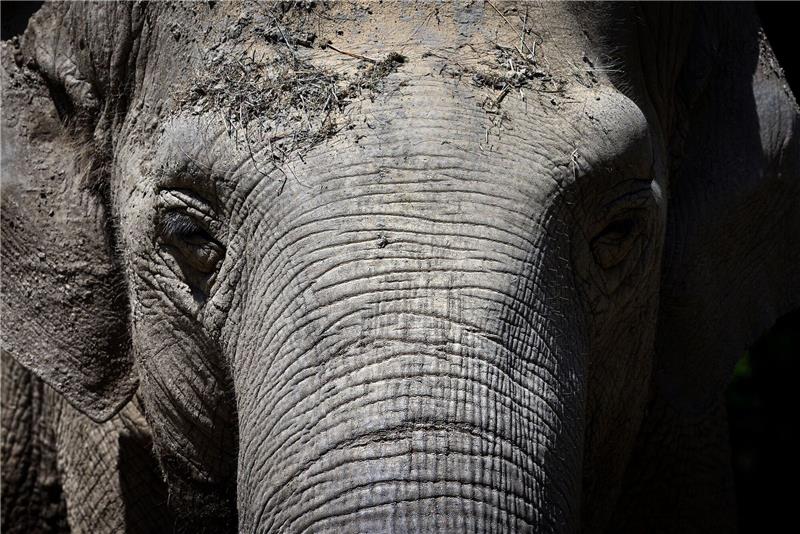 Deutschlands ältester Elefant mit 67 Jahren gestorben Die 67-jährige asiatische Elefantenkuh Targa im Augsburger Zoo. Targa für immer eingeschlafen.