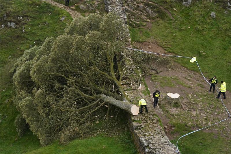 Die Abholzung des «Robin-Hood-Baums» hatte in Großbritannien Trauer und Entsetzen ausgelöst.