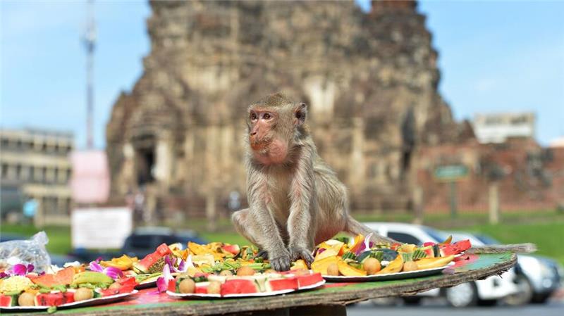 Ein Bankett als Dankeschön: Festmahl für Affen in Thailand Die Affen speisen in einem alten Khmer-Tempel.