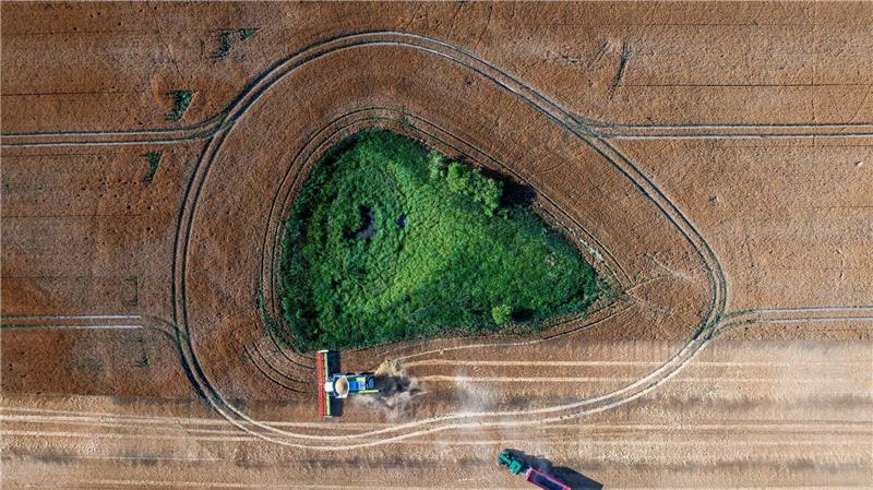 Von der Leyen reagiert auf Kritik an Billionen-Budget-Plan Die Agrarwirtschaft befürchtet, dass Landwirte künftig weniger EU-Geld bekommen. (Archivbild)