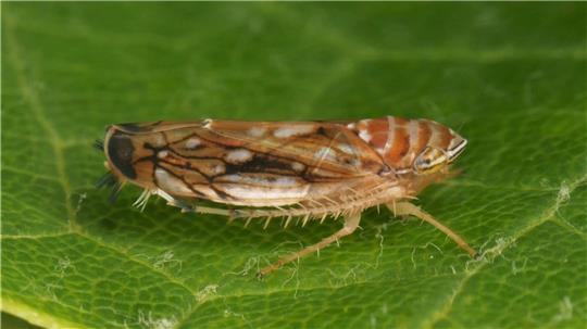 Die Amerikanische Rebzikade überträgt die Krankheit.