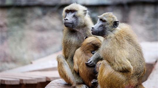 Die Anlage ist laut dem Tiergarten für 25 Paviane plus Jungtiere ausgelegt. Im Juli 2025 lebten dort mehr als 40 Affen. (Archivbild)