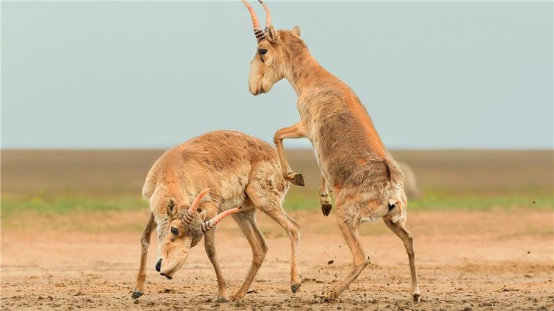 Die Antilopen sind in der zentralasiatischen Steppe beheimatet.