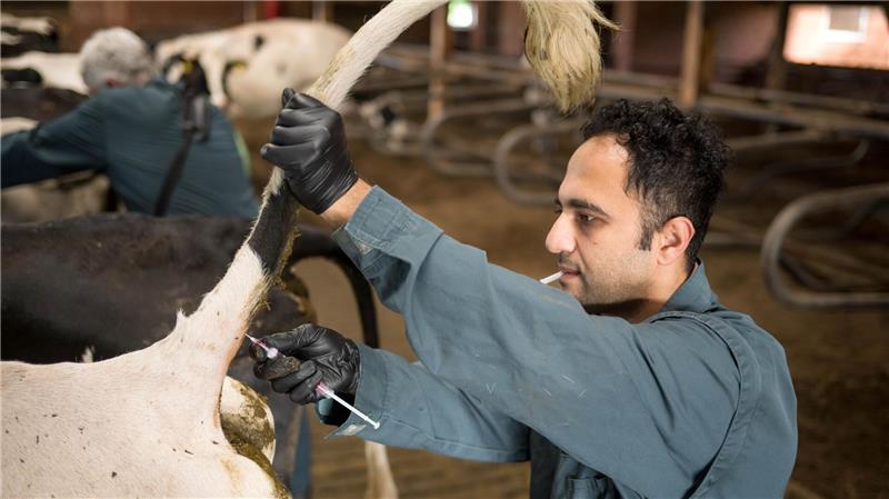 Die Arbeit mit den Tieren sei ähnlich wie im Iran, sagt Tierarzt Mohammad Ranjbar. Allerdings musste er anfangs viele umgangssprachliche Begriffe von Landwirten lernen.