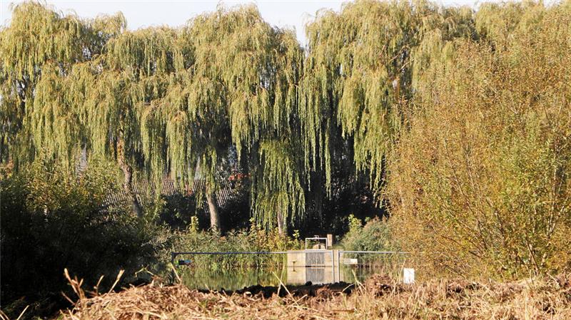 Die Arbeiten im Biotop ermöglichen seit Langem wieder einen Blick über die ehemalige Kleingartenanlage hin zum Mönch des Mühlenteichs.