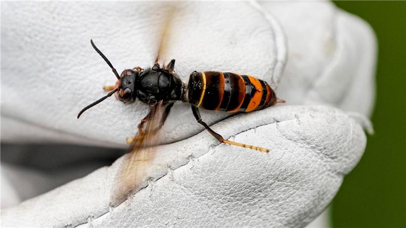 Die Asiatische Hornisse zählt zu den Insektenarten, die in den vergangenen Jahren erstmals in Bremen gefunden wurden. (Archivbild)