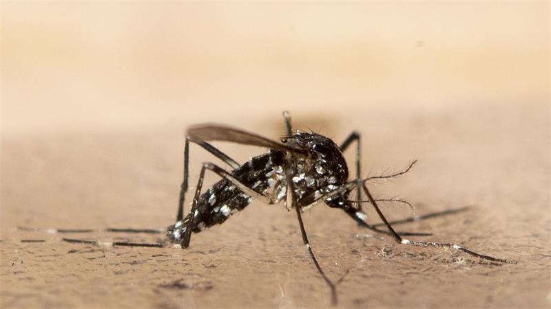 Feuchte Sommer fördern Mücken - Fiese Plagegeister im Garten Die Asiatische Tigermücke, die auffällige schwarz-weiße Streifen am Körper hat, kommt aus den Tropen, ist aber auch in Deutschland nachgewiesen. (Archivbild)