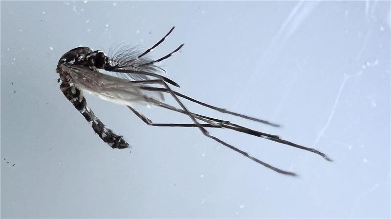 Die Asiatische Tigermücke kann unter anderem den Erreger des Denguefiebers übertragen.