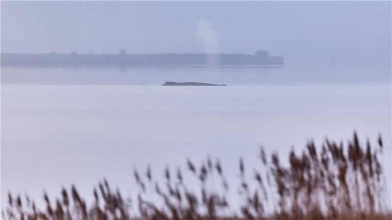 Die Atemfrequenz des Wals war laut Fachleuten zuletzt unregelmäßig.