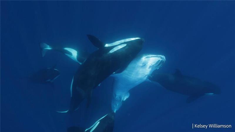 Orca-Gruppe jagt Walhaie in koordinierten Attacken Die Attacken der Orcas wurden erstmals im Detail beschrieben.