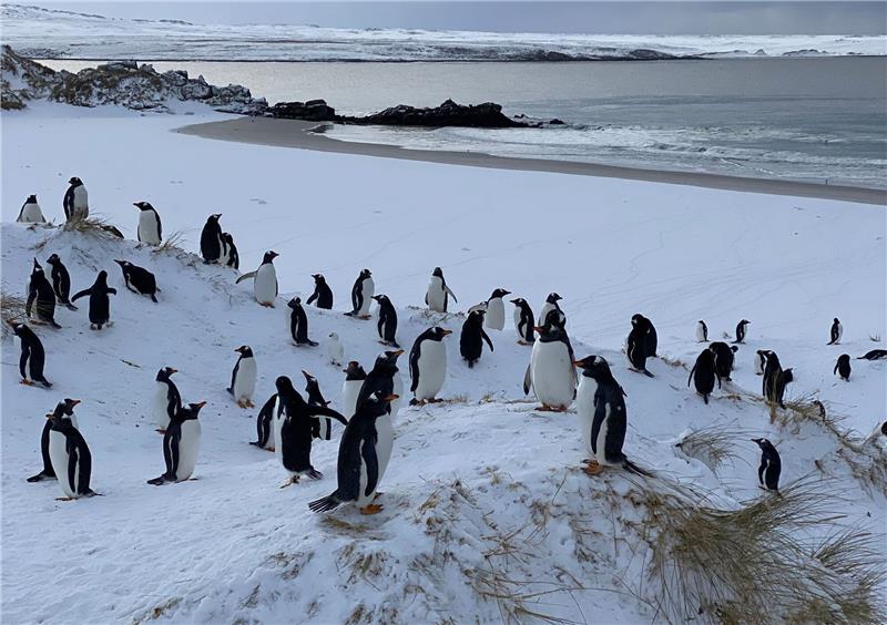 Vogelgrippe erreicht erstmals das antarktische Festland Die Auswirkungen der Vogelgrippe bei Pinguinen können sehr unterschiedlich sein.
