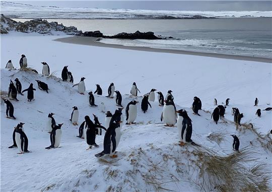 Die Auswirkungen der Vogelgrippe bei Pinguinen können sehr unterschiedlich sein.