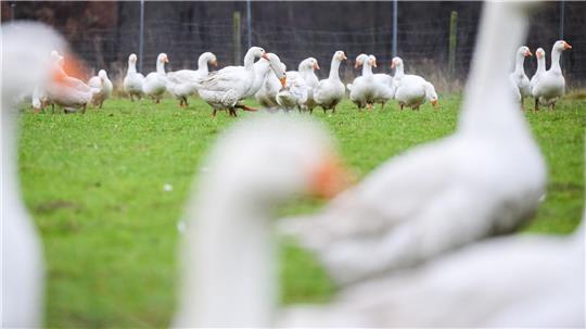 Die Auswirkungen der Vogelgrippe trübt die Stimmung der Gänsehalter vor Weihnachten ein. (Archivbild)  