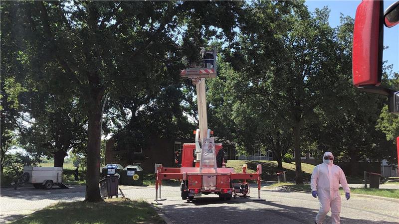 Die Autobahnmeisterei lässt auf dem Rastplatz Stillhorn Ost Nester des Eichenprozessionsspinners von Bäumen absaugen.