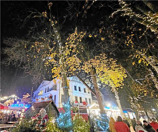 Die Bäume am Port-Louis-Platz sind die ersten, die am Montagabend zum Leuchten gebracht werden. Die anderen entlang der Herzog-Wilhelm-Straße zeigen ihre Illumination etwas später. Foto: Potthast