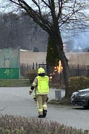 Feuerwehreinsatz in Othfresen: Bäume mutmaßlich in Brand gesteckt Die Bäume müssen nach dem Brand gefällt werden.